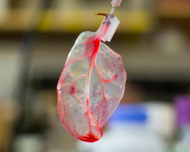 Foglie di spinaci come “impalcatura” per riparare il tessuto cardiaco