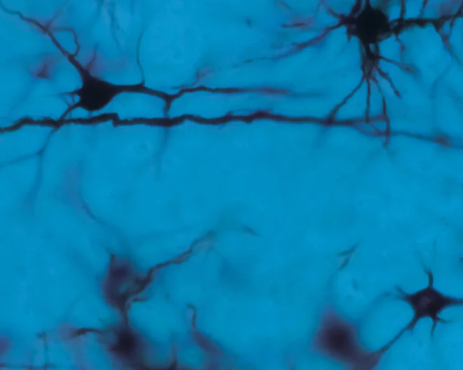 Un viaggio nel futuro delle neuroscienze